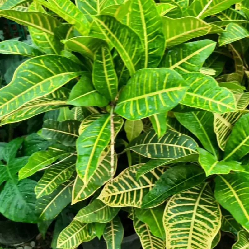 نهال کروتن