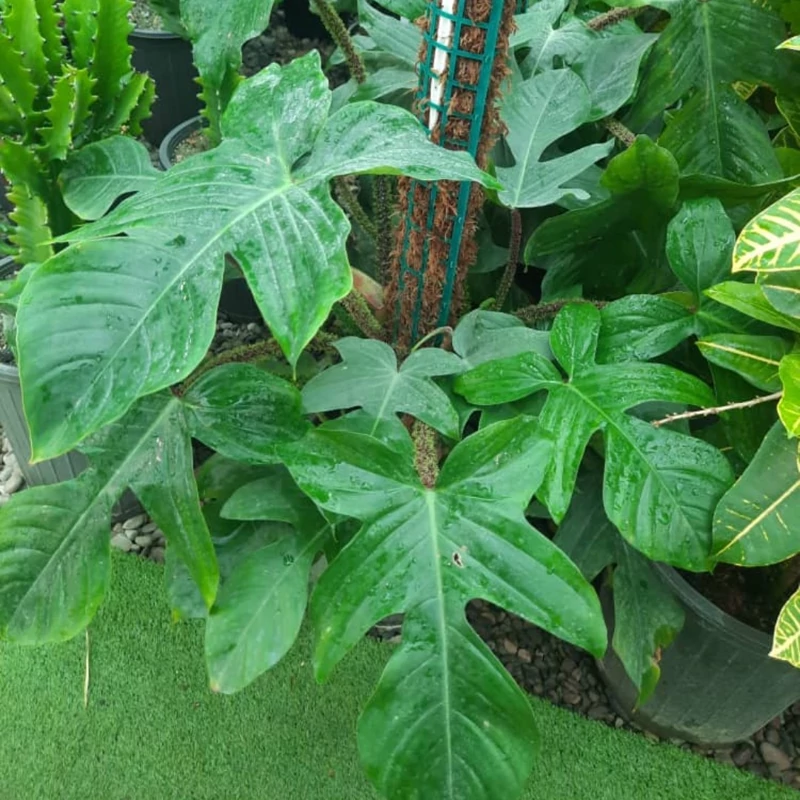 نهال برگ انجیری فر