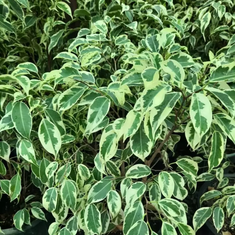 نهال بنجامین