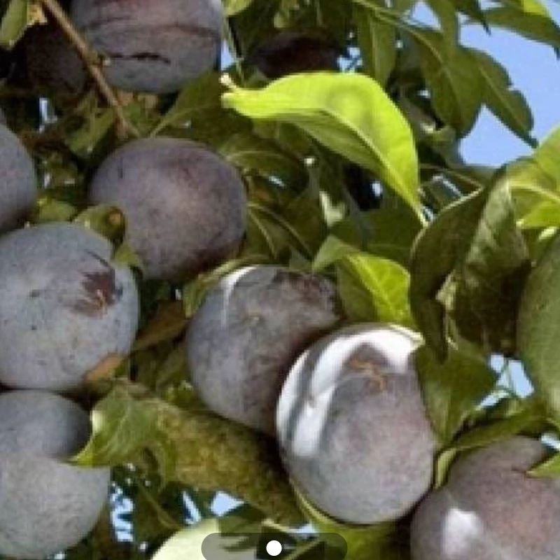 نهال آلو خاکی