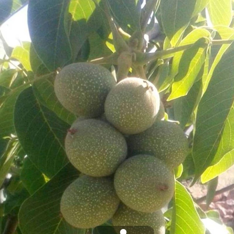 نهال گردو خوشه ای آمریکایی