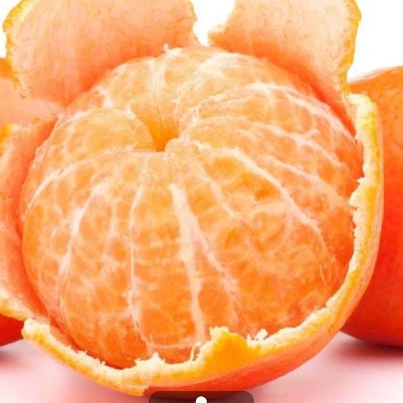 نهال نارنگی هاشیموتو
