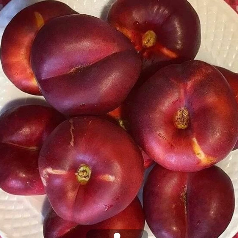 نهال شلیل انجیری