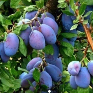 نهال آلو دامسون