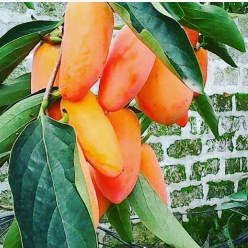 نهال خرمالو موزی بسیار درشت