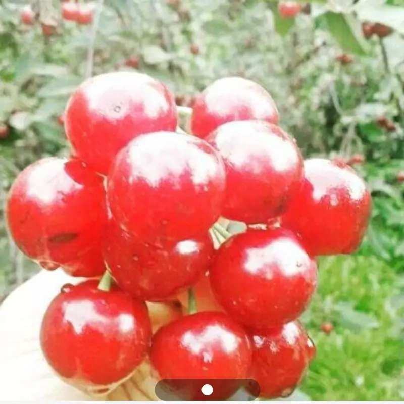 نهال آلبالو گوشواره ای