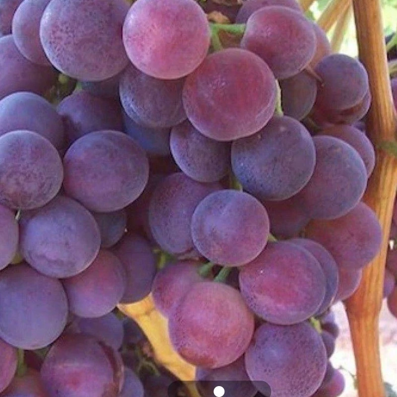 نهال انگور کاردینال