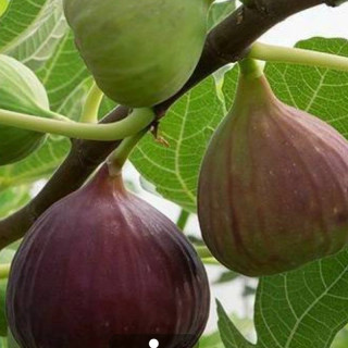نهال انجیر سه فصل