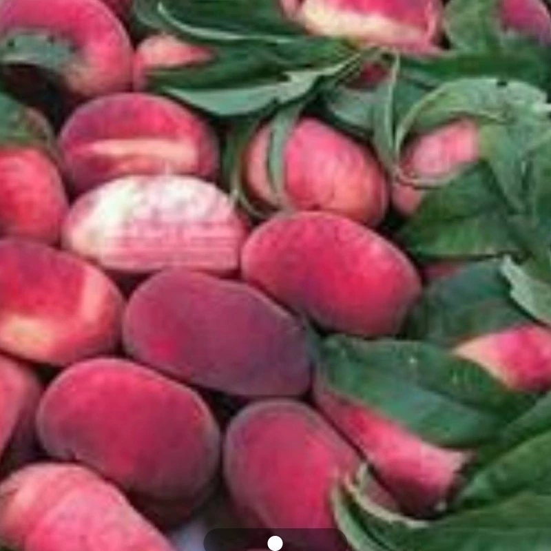 نهال هلو انجیری خونی