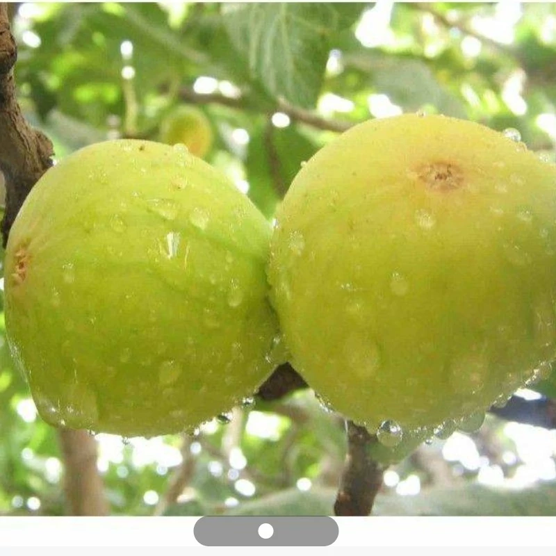 نهال انجیر سفید