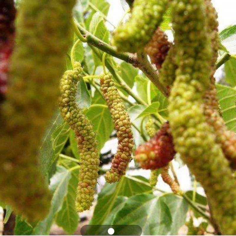 نهال توت هیمالیایی 4 ساله بالغ