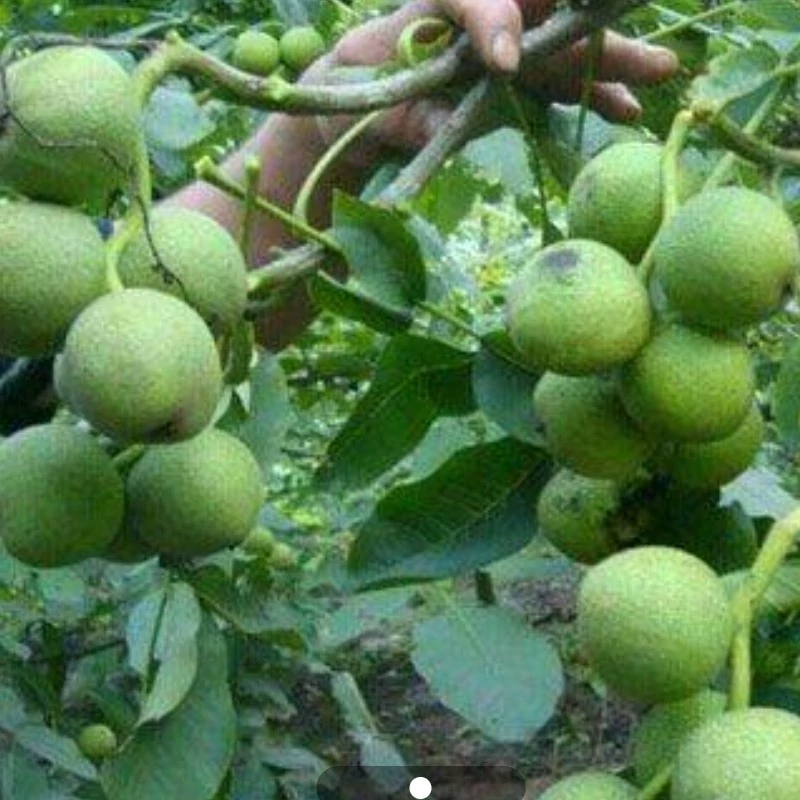 نهال گردو خوشه ای اسرائیلی دیرگل 2 ساله