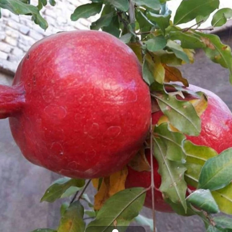 نهال انار هیبرید ترکیه شیرین