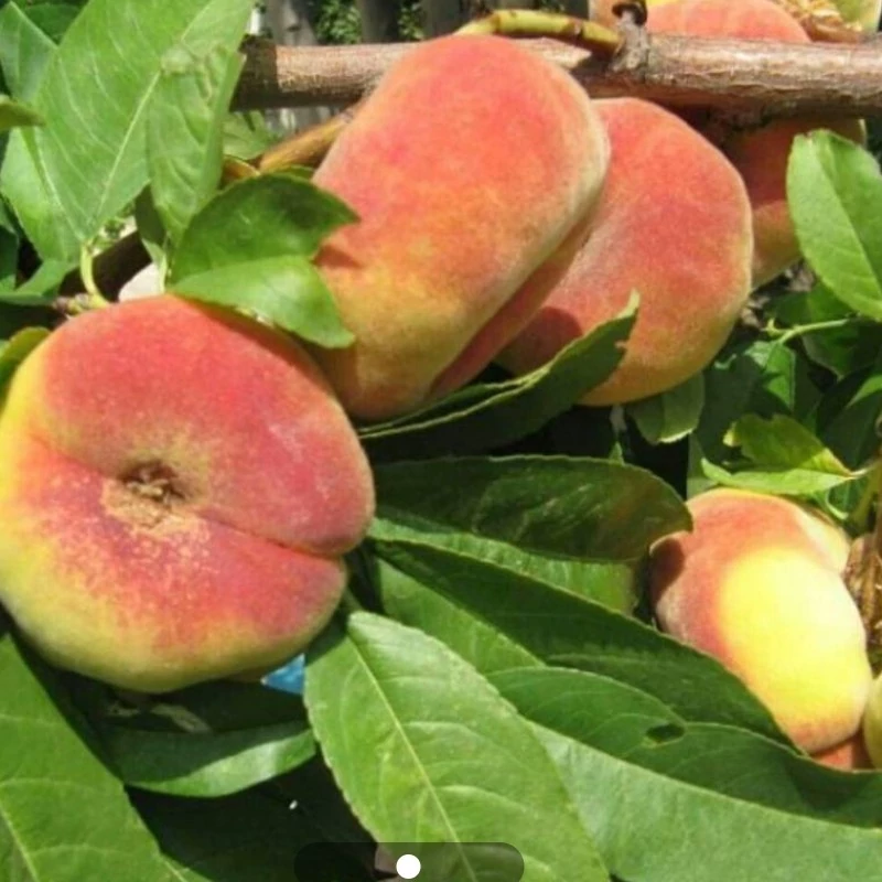 نهال هلو انجیری عسلی 2 ساله