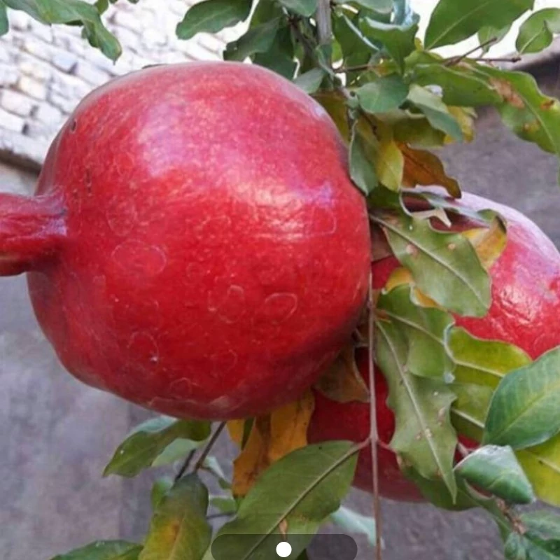 نهال انار هیبرید ملس