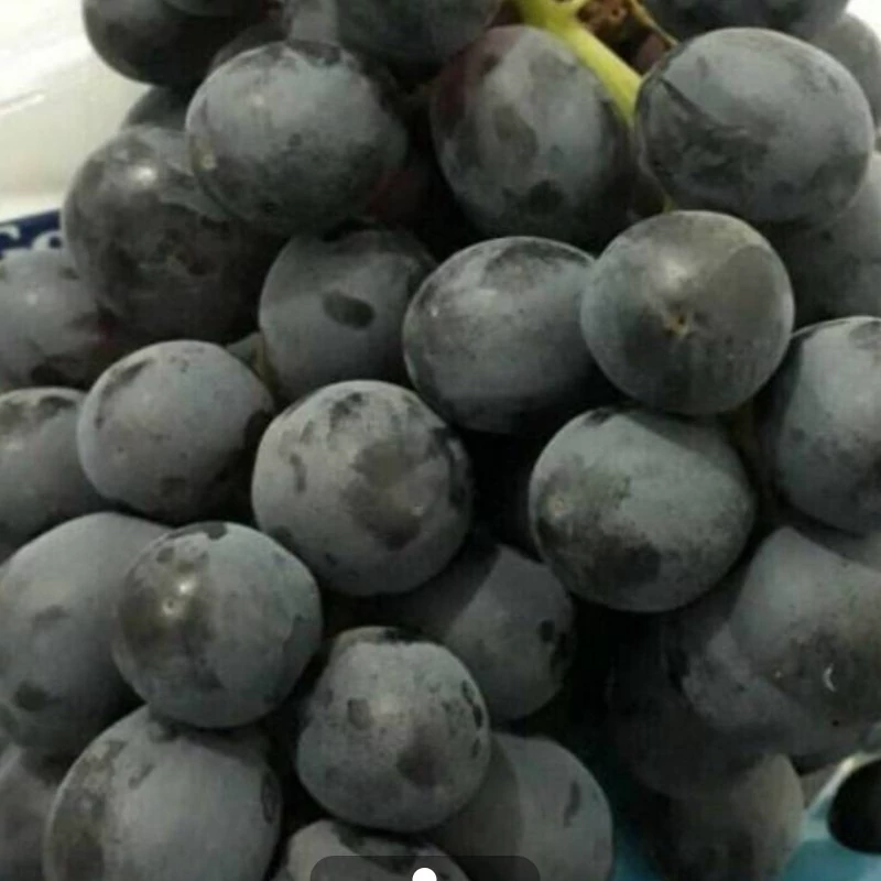 نهال انگور آتام غول پیکر سیاه