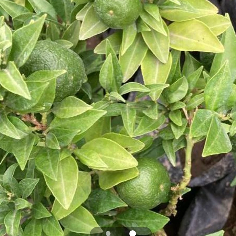 نهال نارنگی یافای کلی مینوس