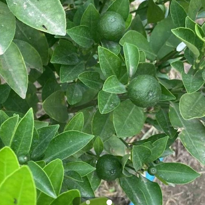 نهال نارنگی زینتی کالاموندین