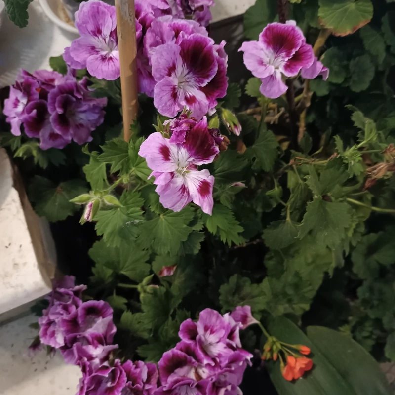 نهال گل شمعدونی اژدر بنفش