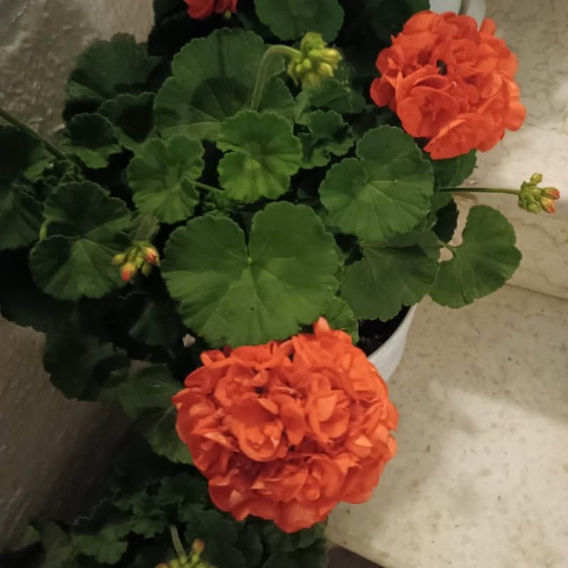 نهال گل شمعدونی هلندی نارنجی