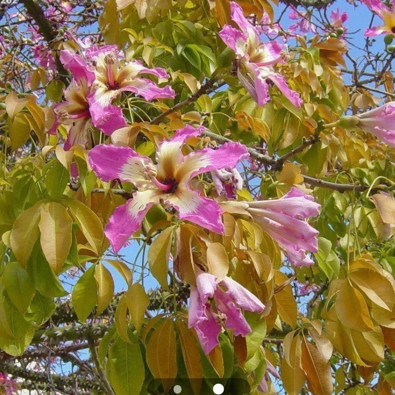 نهال درخت پنبه دائمی