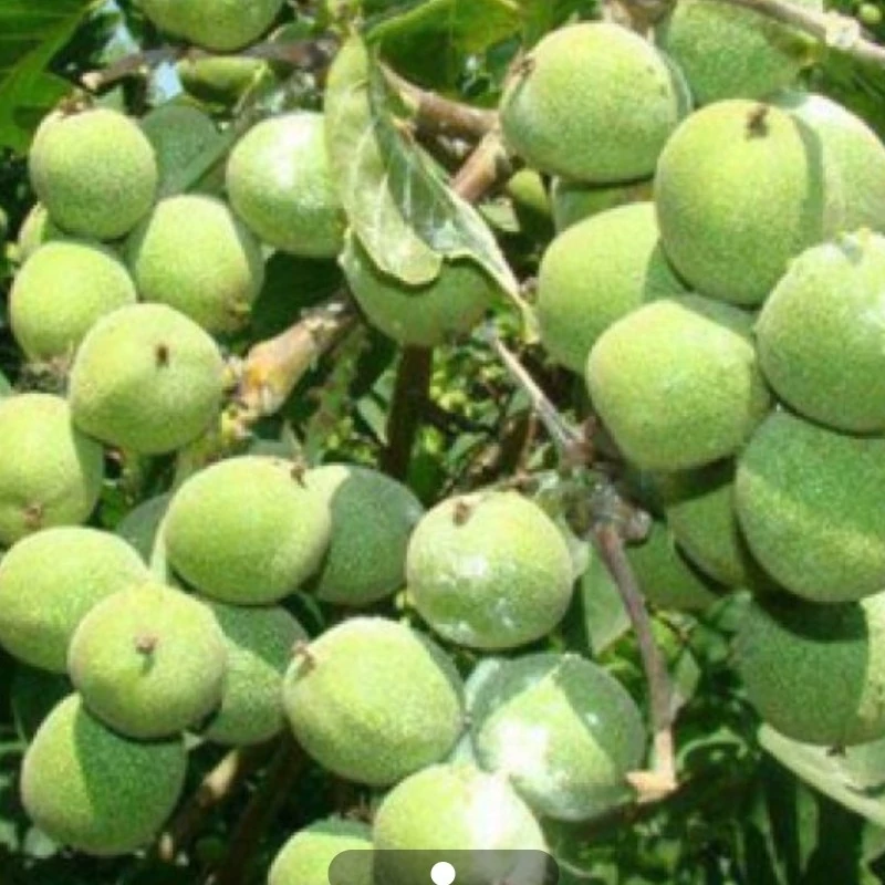 نهال گردو اسراییلی