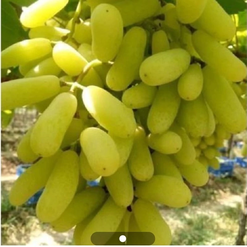 نهال انگور سیدلس زرد