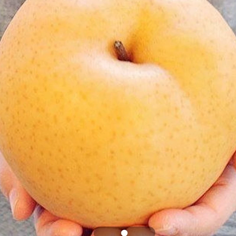 نهال گلابی ناشی
