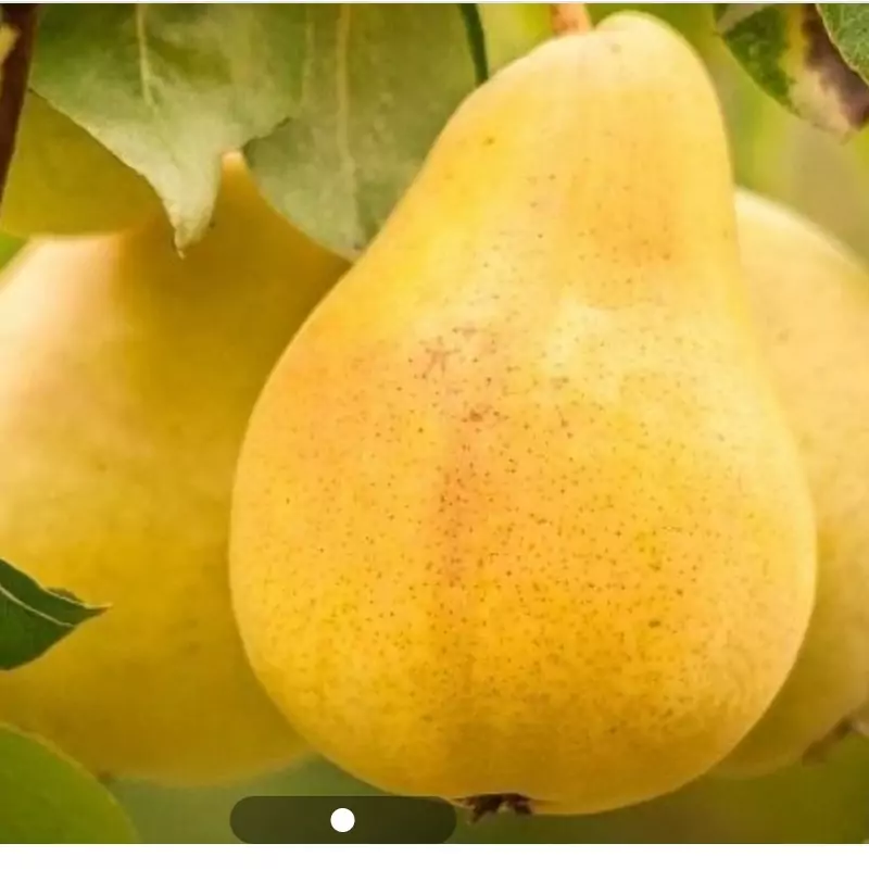 نهال گلابی عربیک