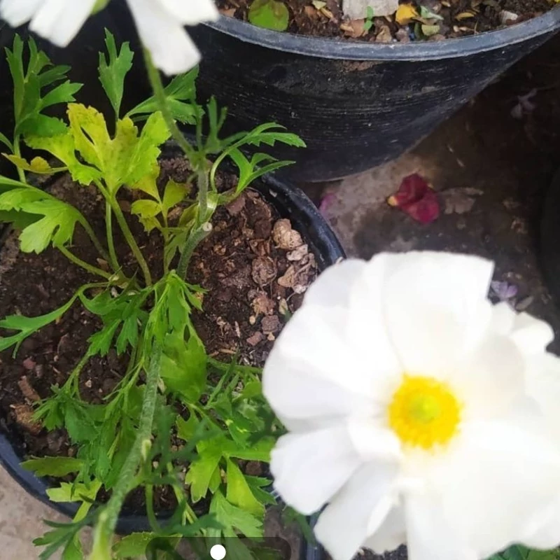 نهال گل الونا سفید