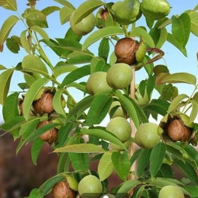 نهال گردو ریجیا