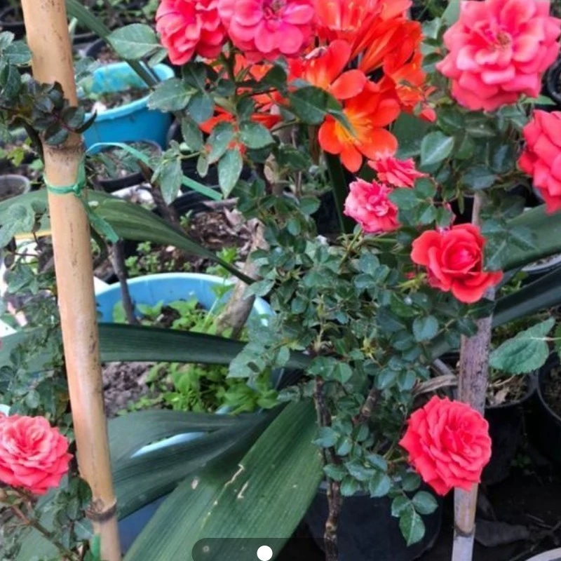 نهال گل رز خوشه ای