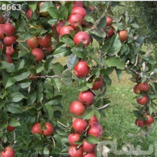نهال سیب پاکوتاه