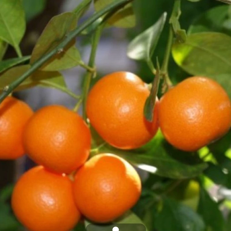 نهال نارنگی کالاموندین