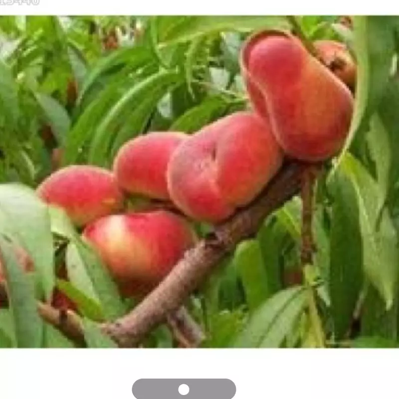 نهال هلو انجیری