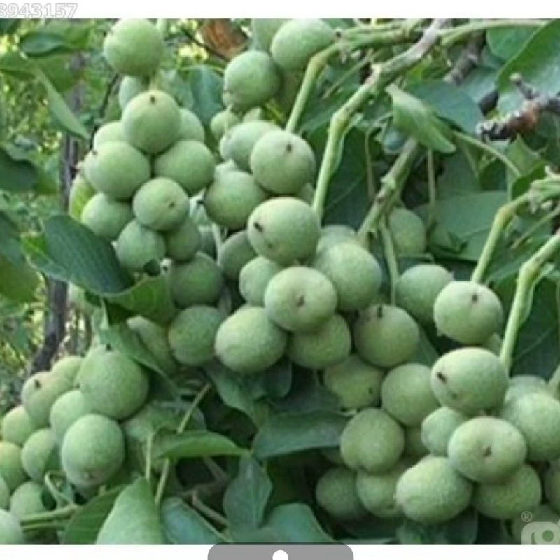 نهال گردو خوشه ای پر محصول
