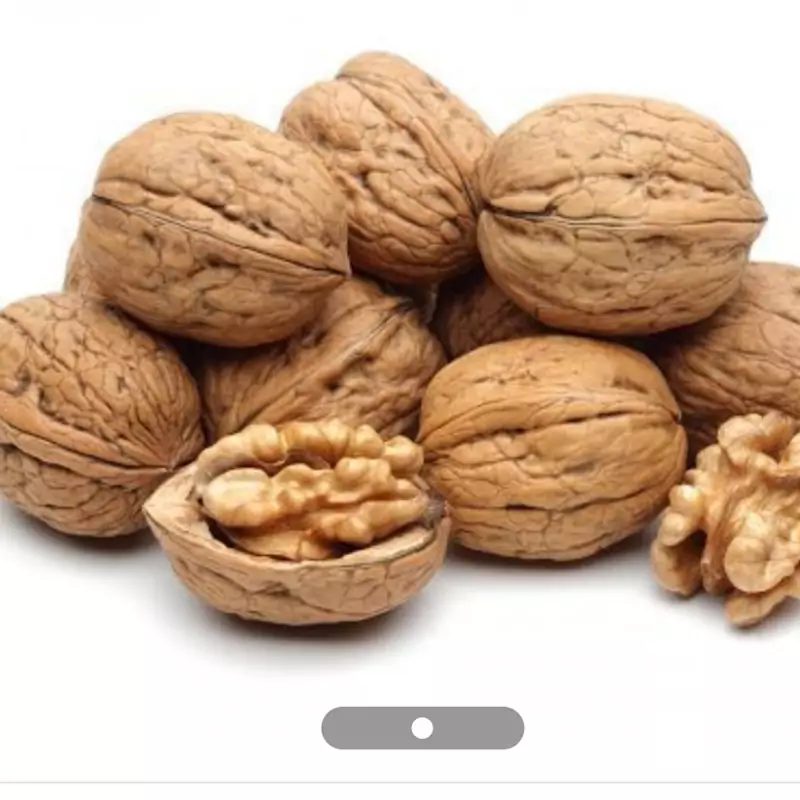 نهال گردو کاغذی
