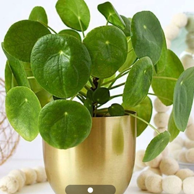 نهال گل پول چینی