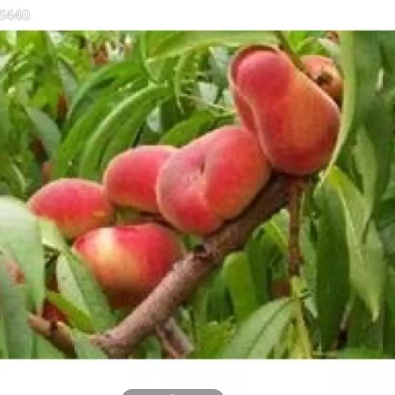 نهال هلو انجیری