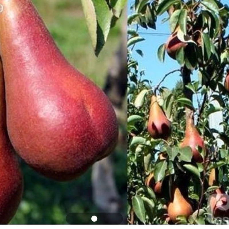 نهال گلابی قرمز بلادی جیونجو