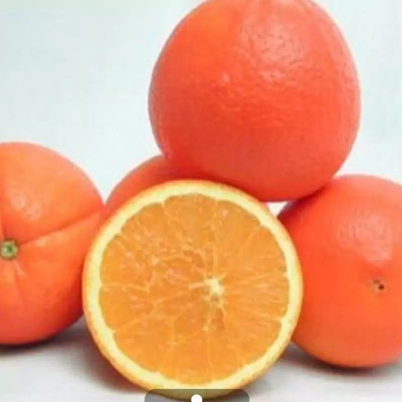 نهال پرتقال فوکوموتو ژاپن
