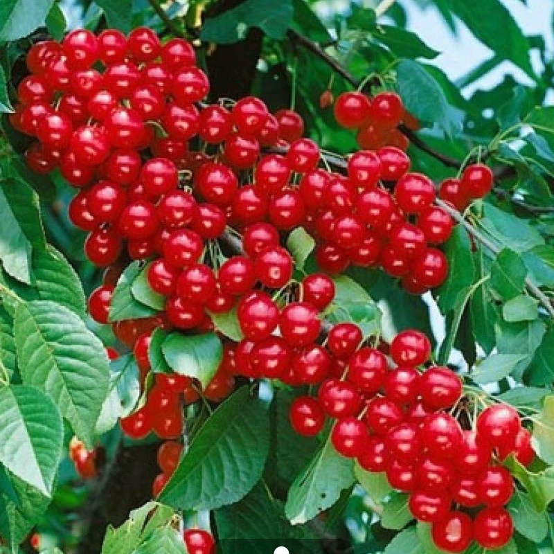 نهال آلبالو گیسی