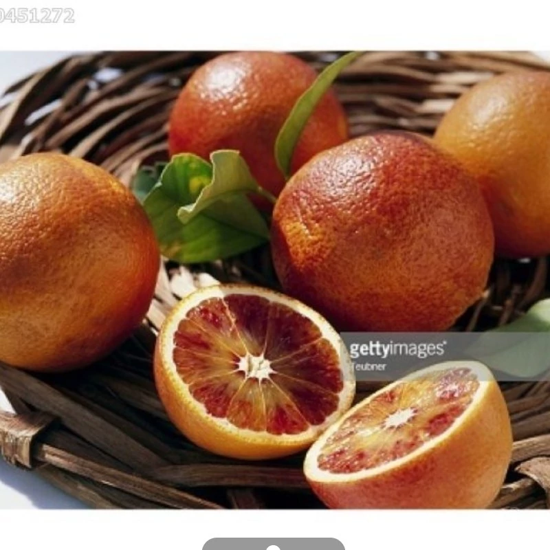 نهال پرتقال خونی سانگوینلو