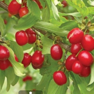 نهال زغال اخته ترکیه