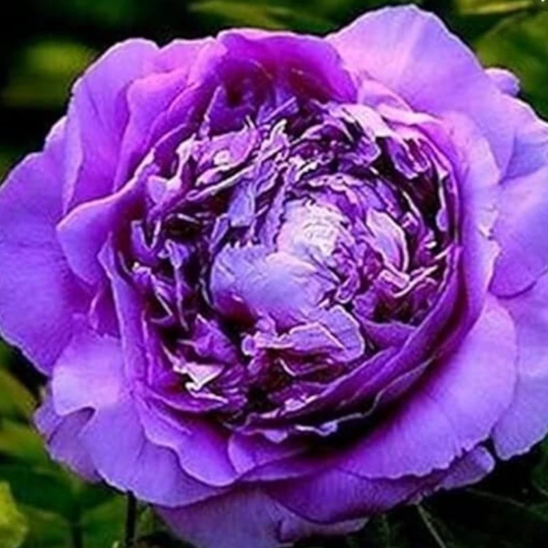 نهال گل صدتومنی بنفش