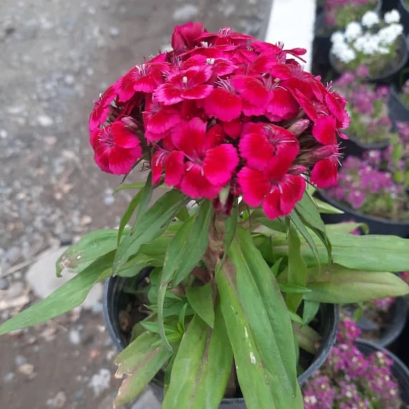 نهال گل قرنفل صورتی هلندی