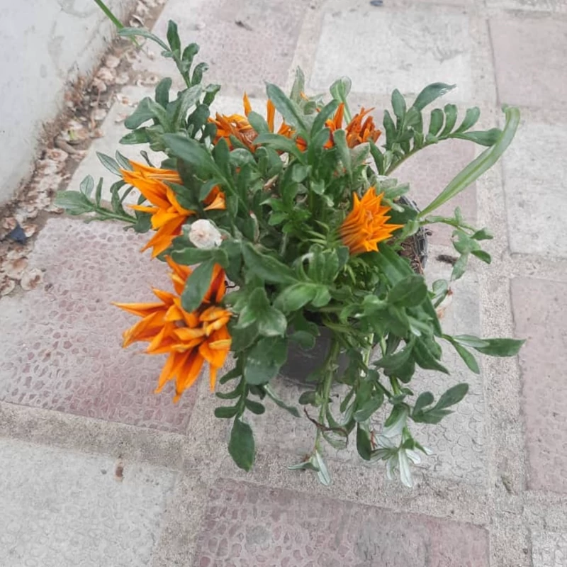 نهال گل گازانیا