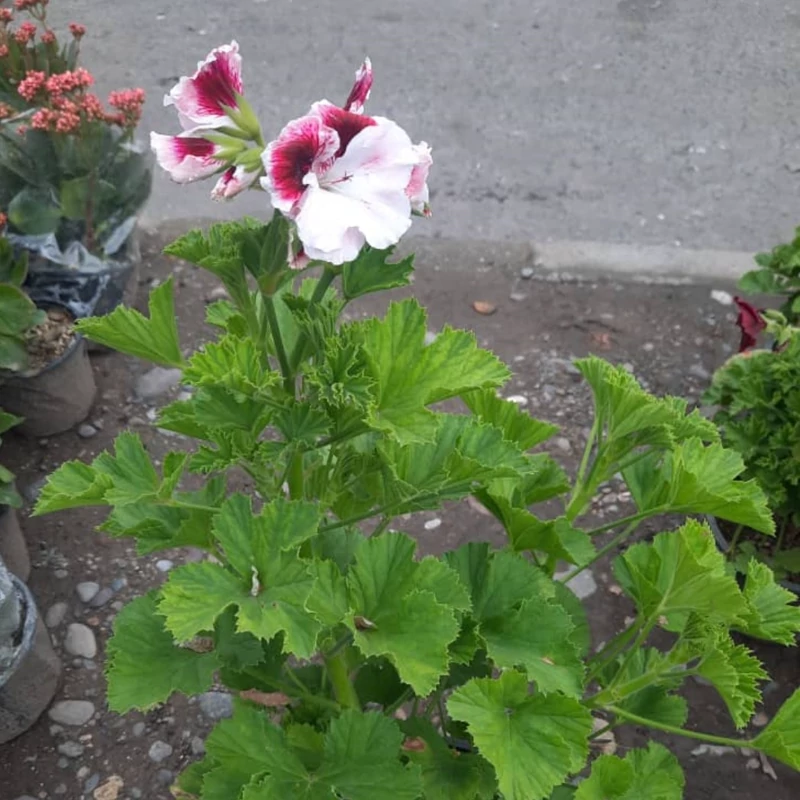 نهال گل شمعدونی اژدر دو رنگ