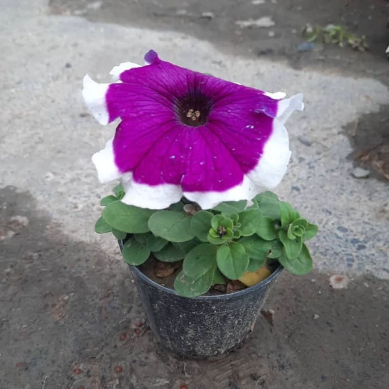 نهال گل اطلسی دو رنگ