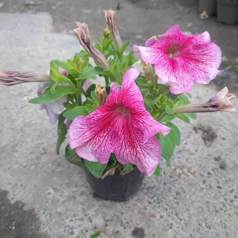 نهال گل اطلسی دو رنگ